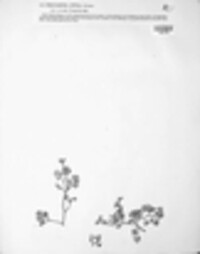 Peronospora effusa image